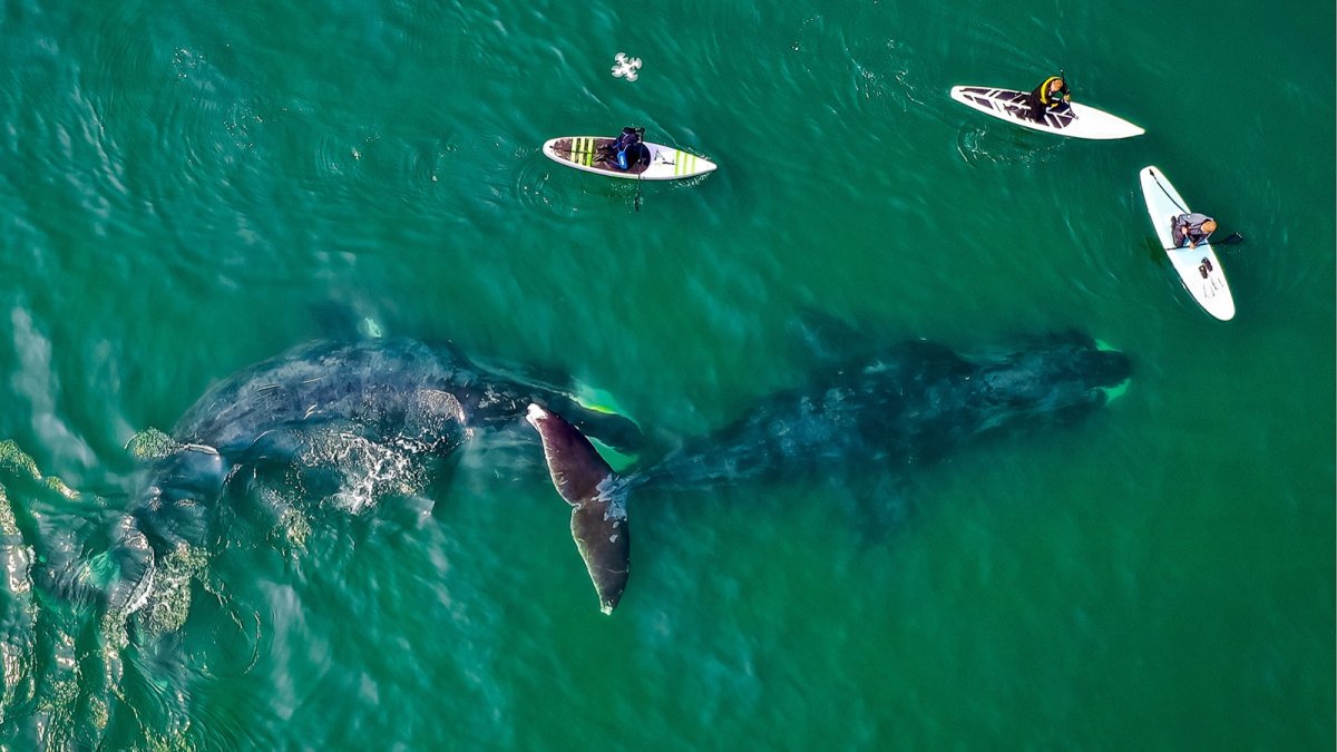 Шантарские острова киты