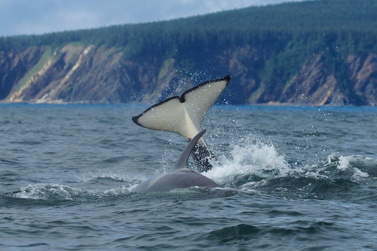 Шантарские острова киты