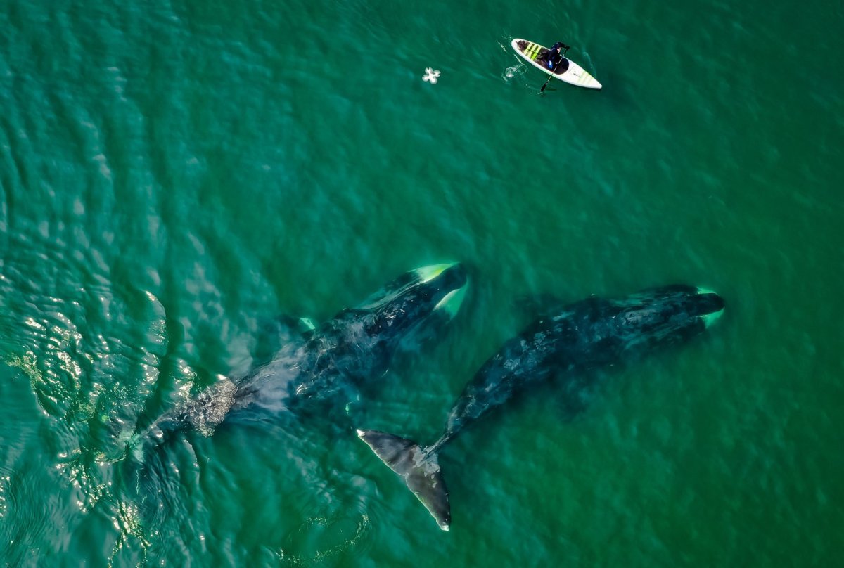 Шантары Шантарские острова киты