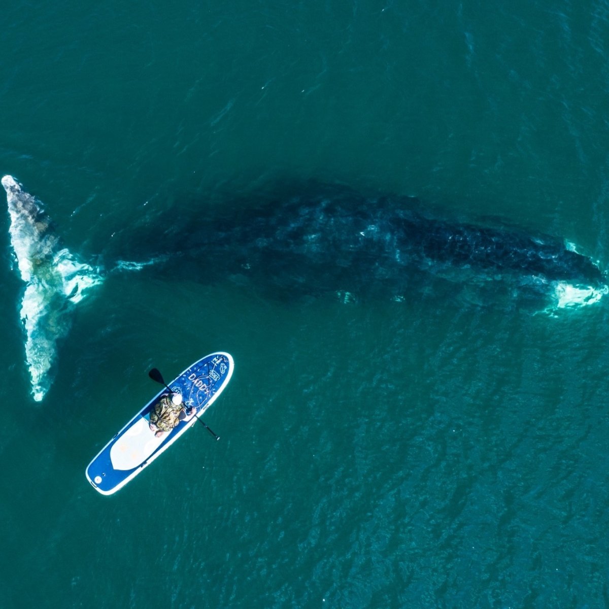 Шантарские острова Хабаровский край киты