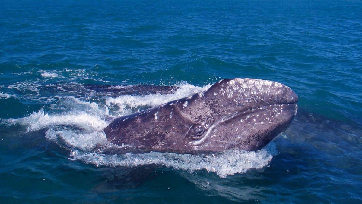 Дальний Восток Шантарские острова