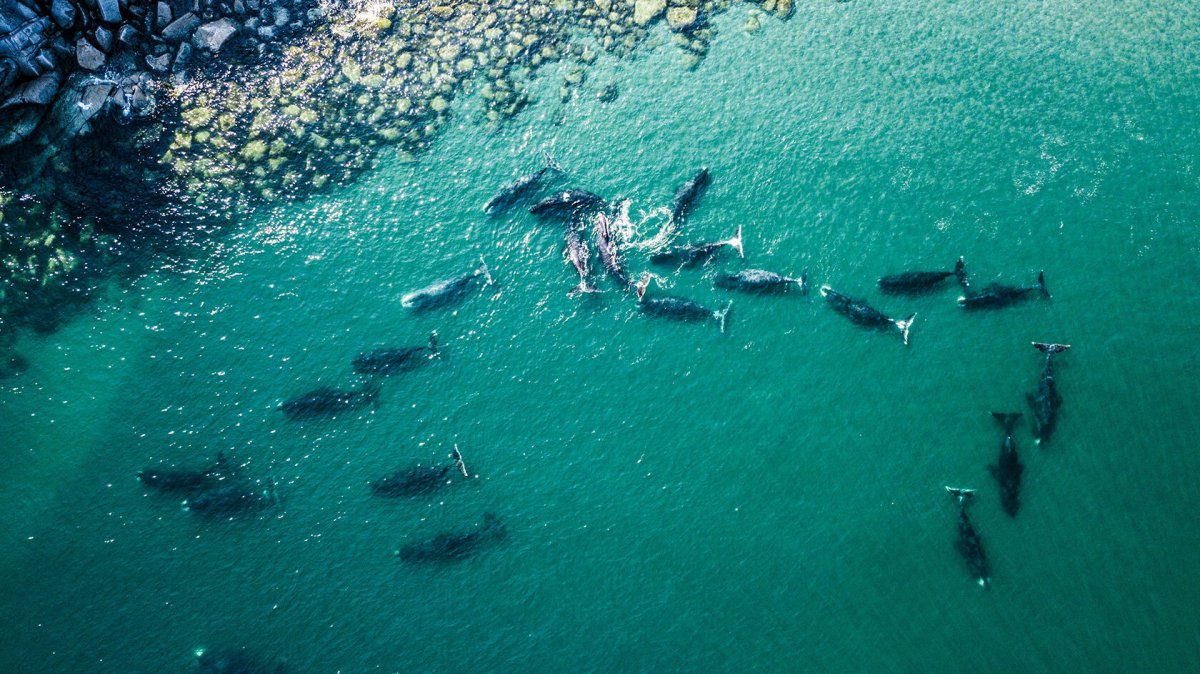 Шантарские острова киты