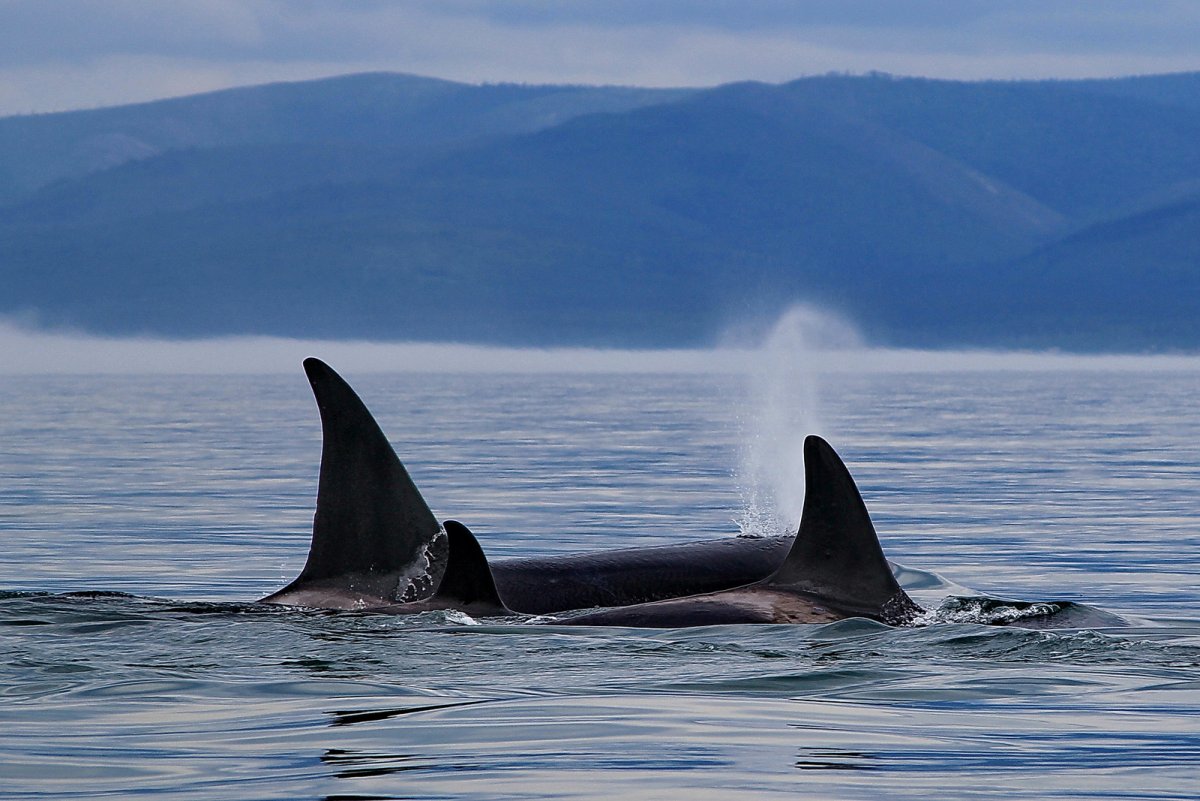 Шантарские острова Хабаровский край киты