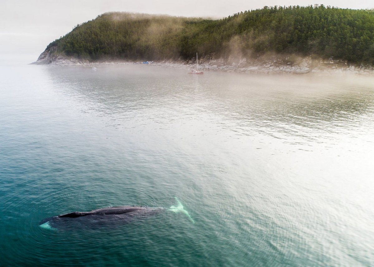 Шантарские острова киты