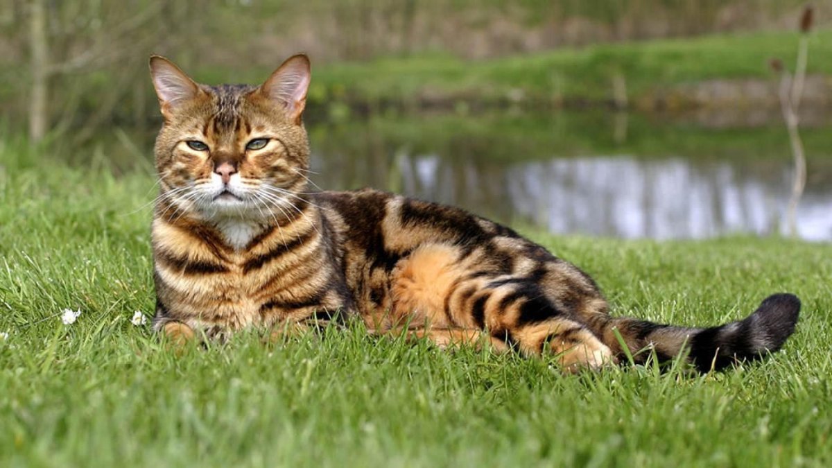 Бенгальский кот полосатый