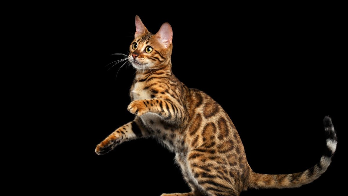 Бенгальская кошка Браун