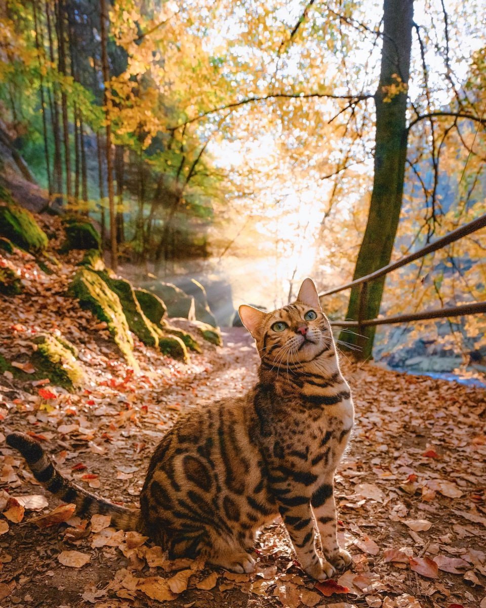 Бенгальская Браун табби