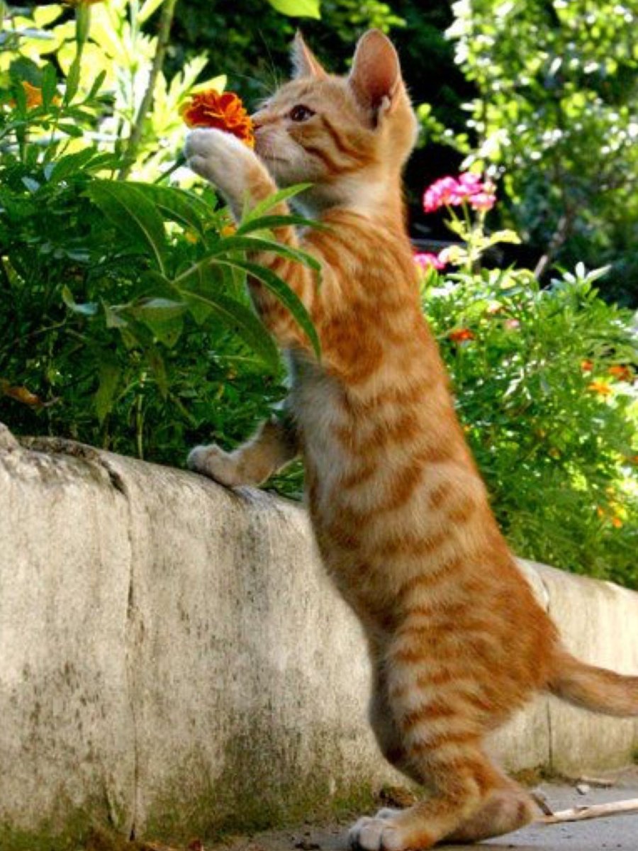 Рыжий бенгальский кот
