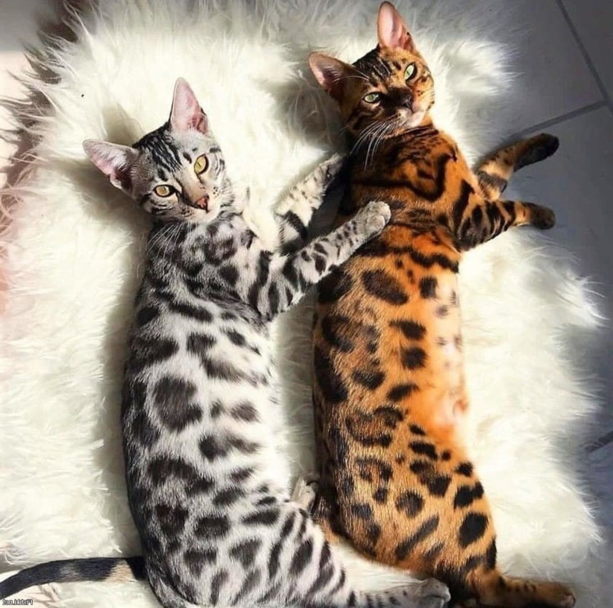 Британский бенгальский кот