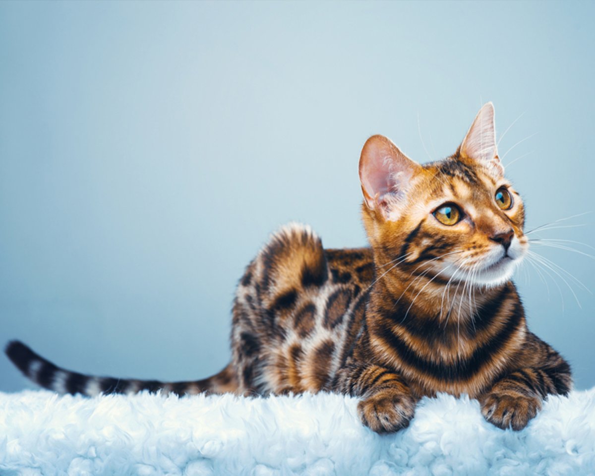 Бенгальская кошка Браун