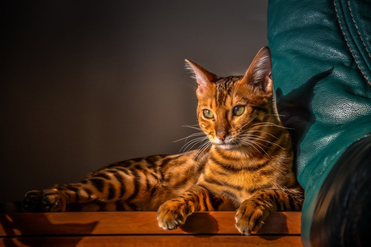 Сьюки кот путешественник