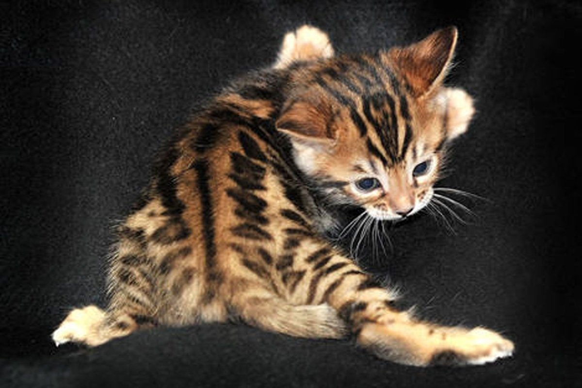 Рыжий бенгальский кот