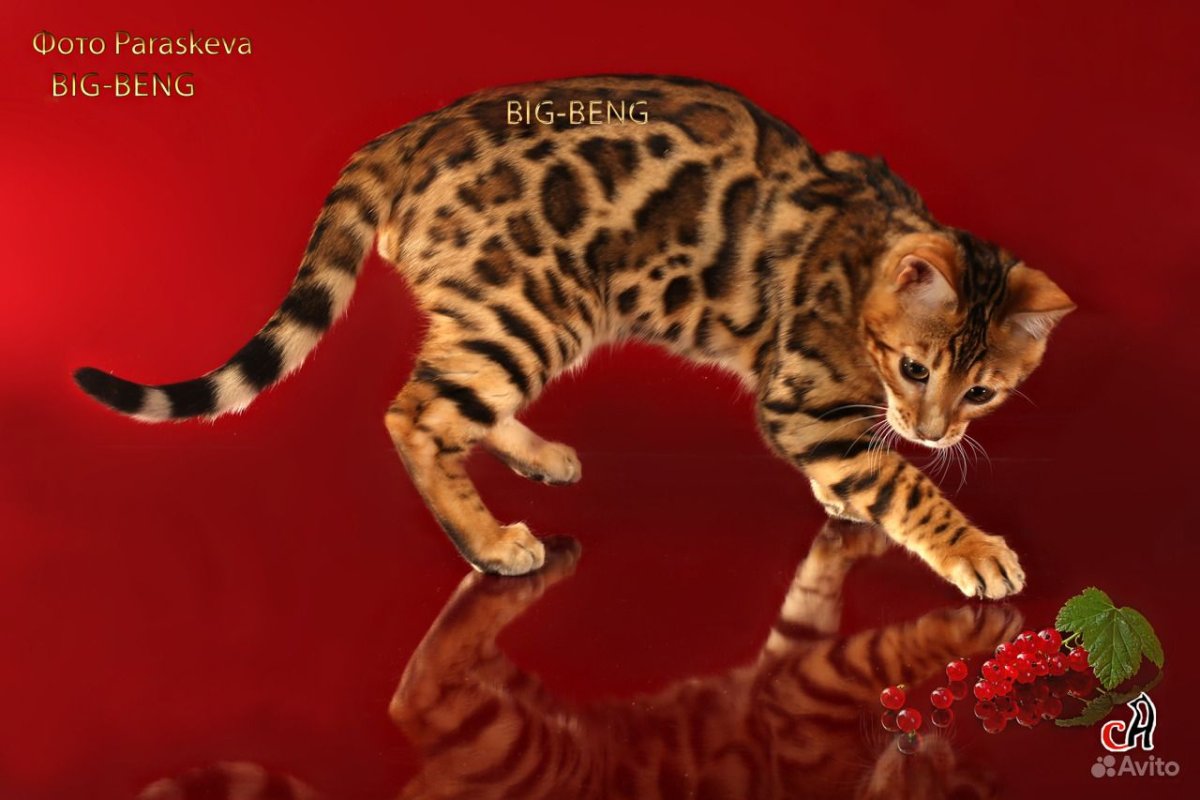 Бенгальский котенок Клайд