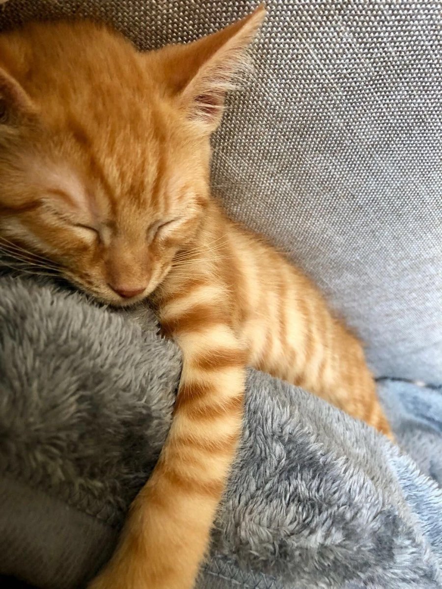 Рыжий кот в полоску