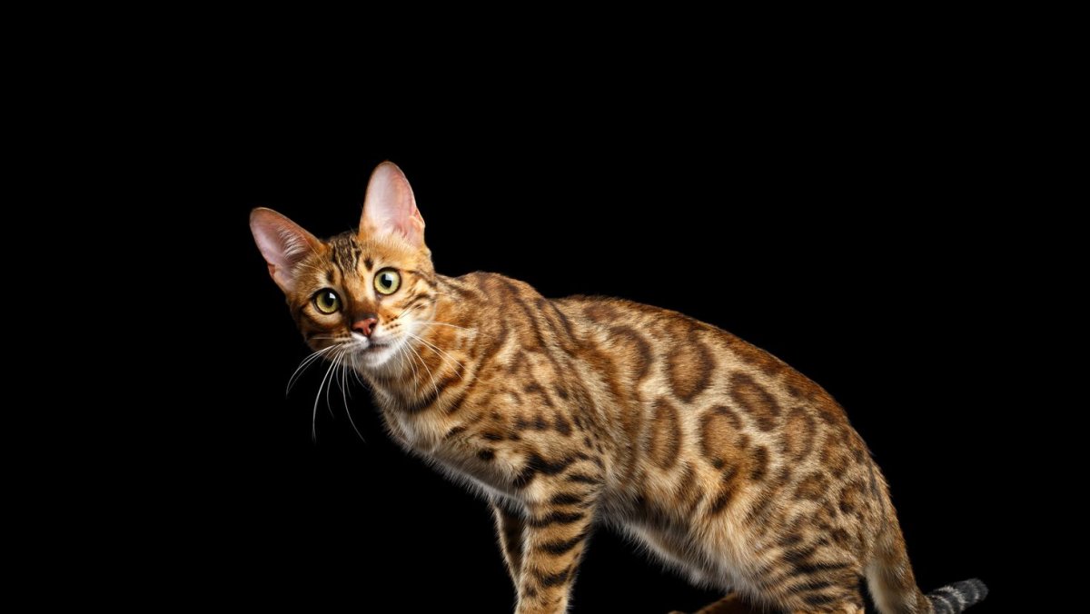 Бенгальский котенок Клайд