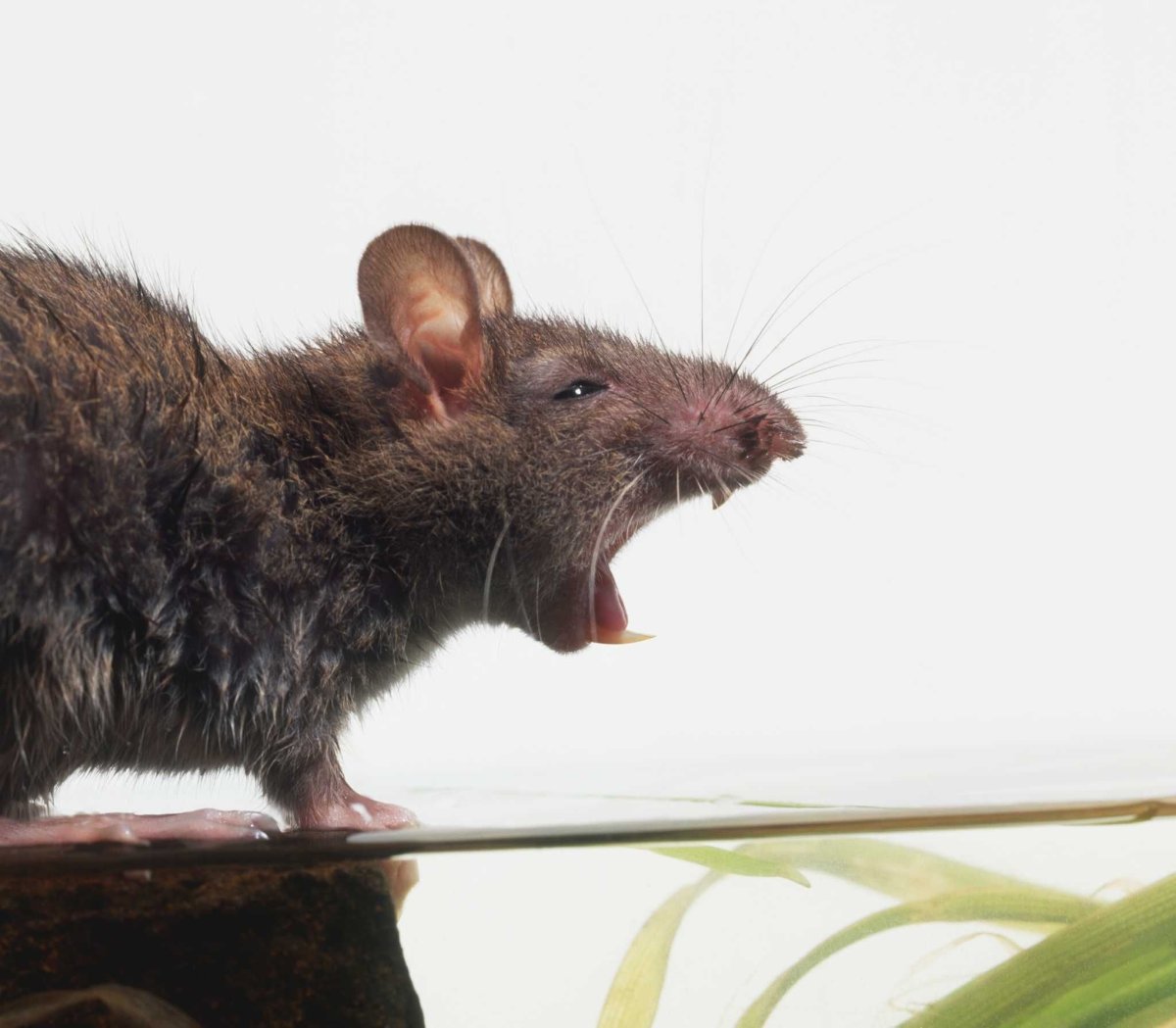 Мыши в доме