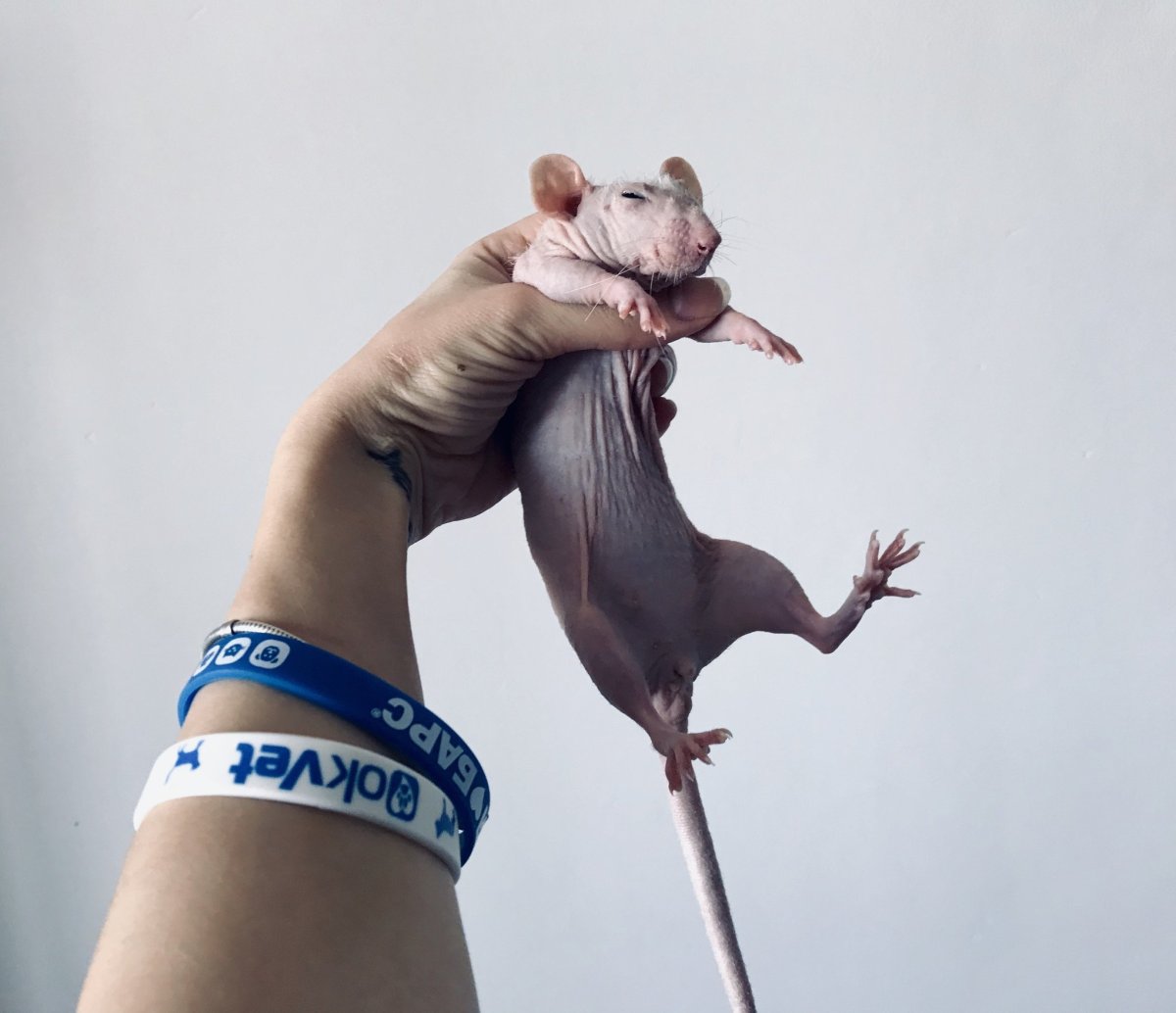 Мышь в руке