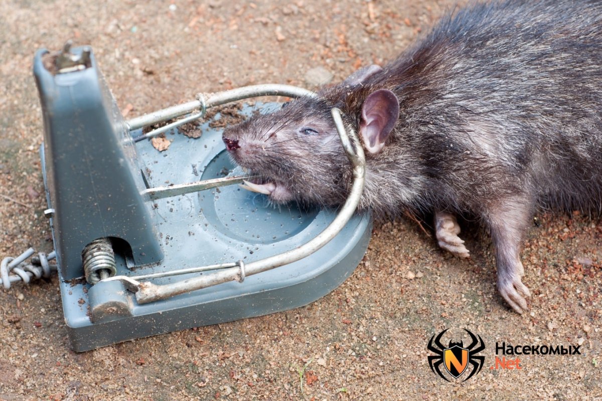 Мемы с крысами