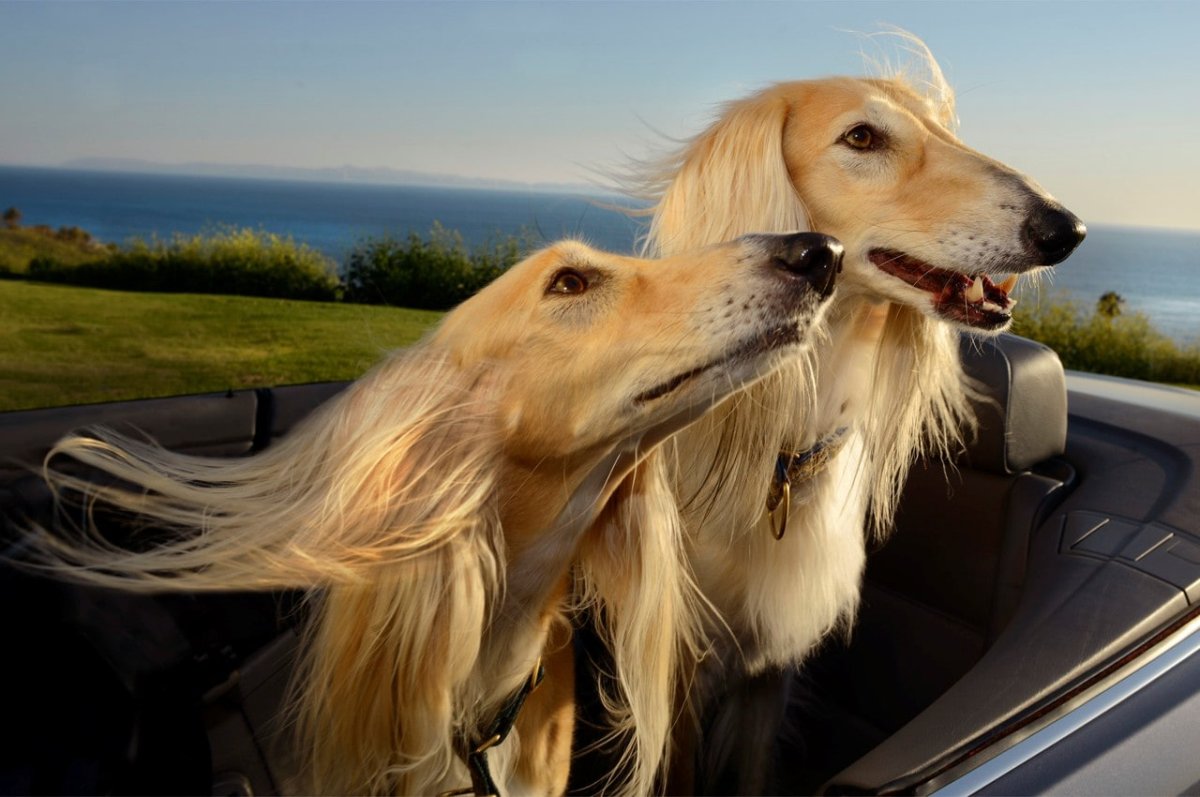 Ошейник для салюки