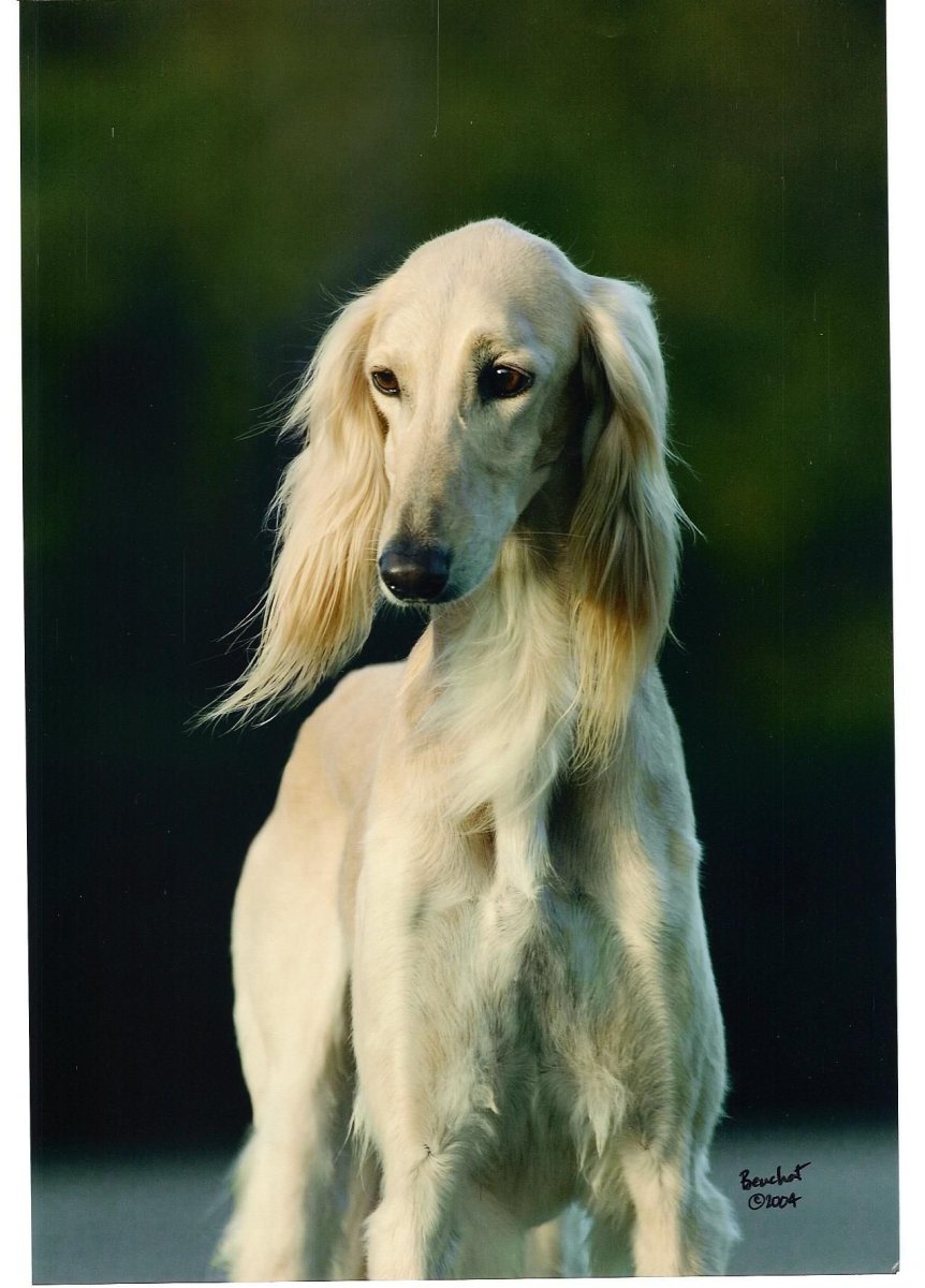 Борзая собака салюки