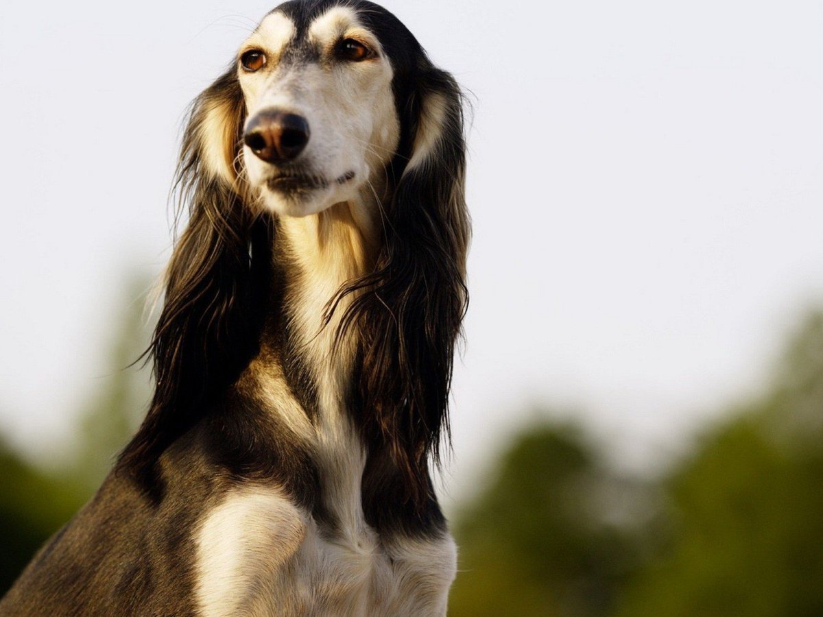 Борзая салюки