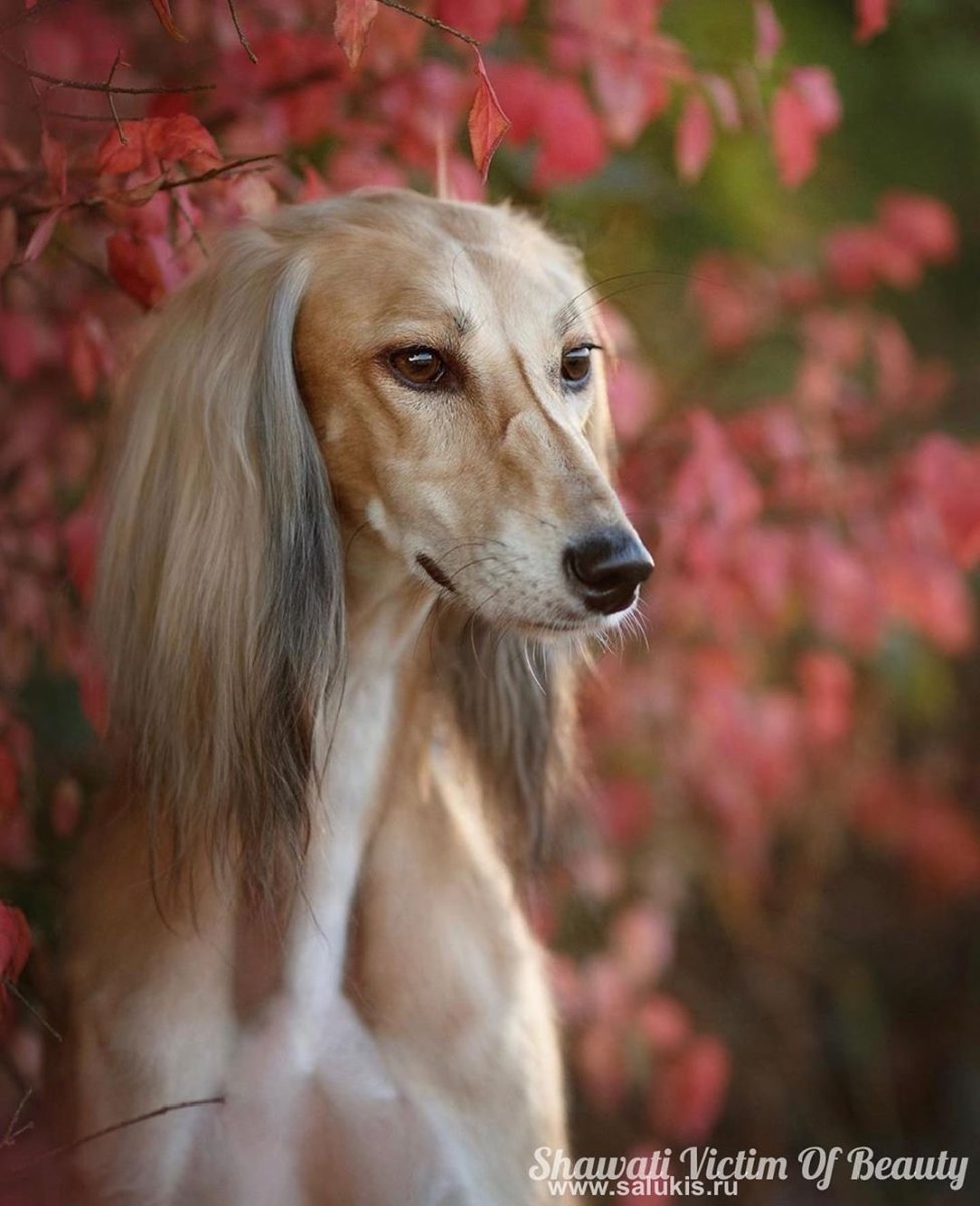 Борзая салюки