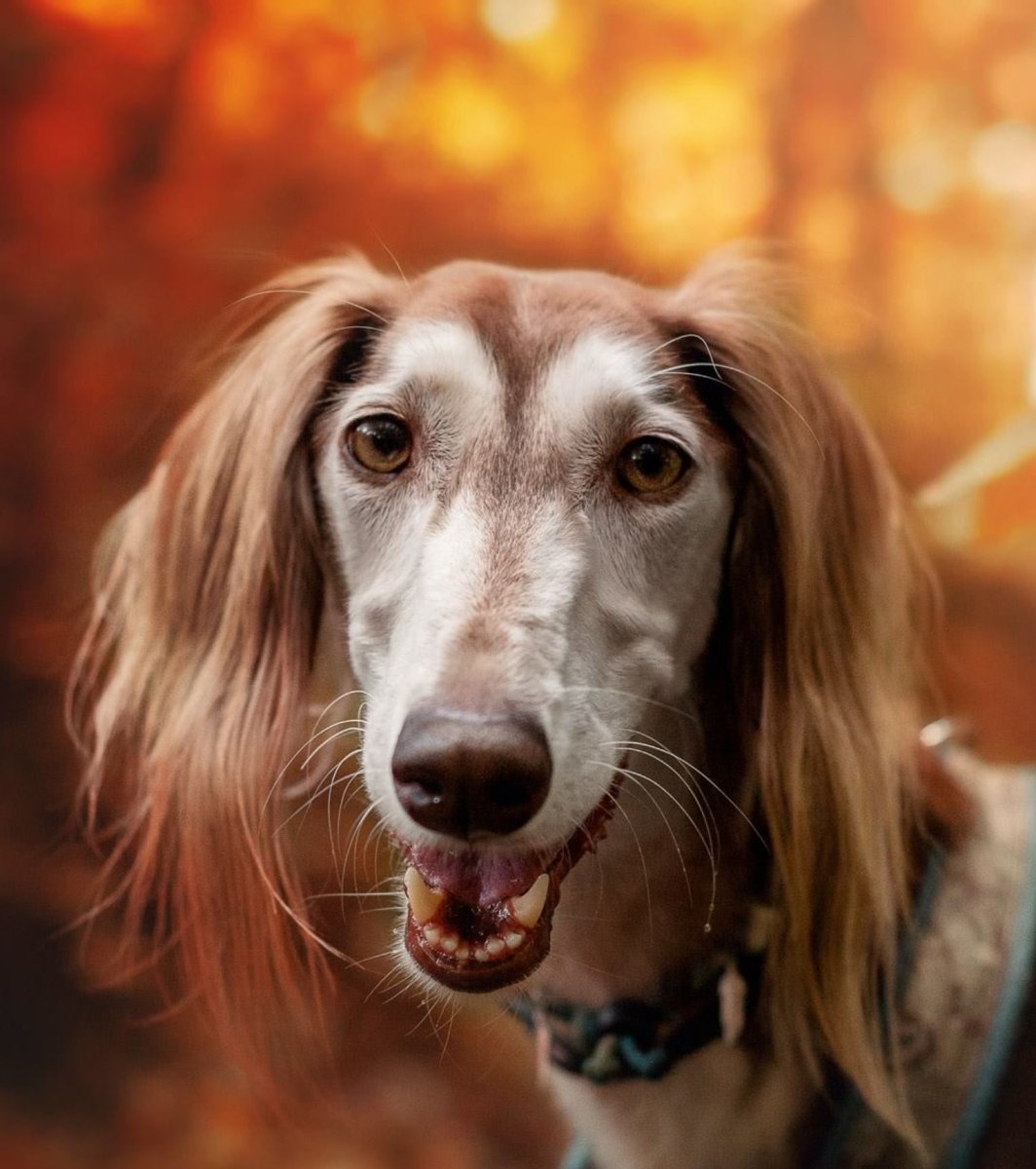 Салюки певец