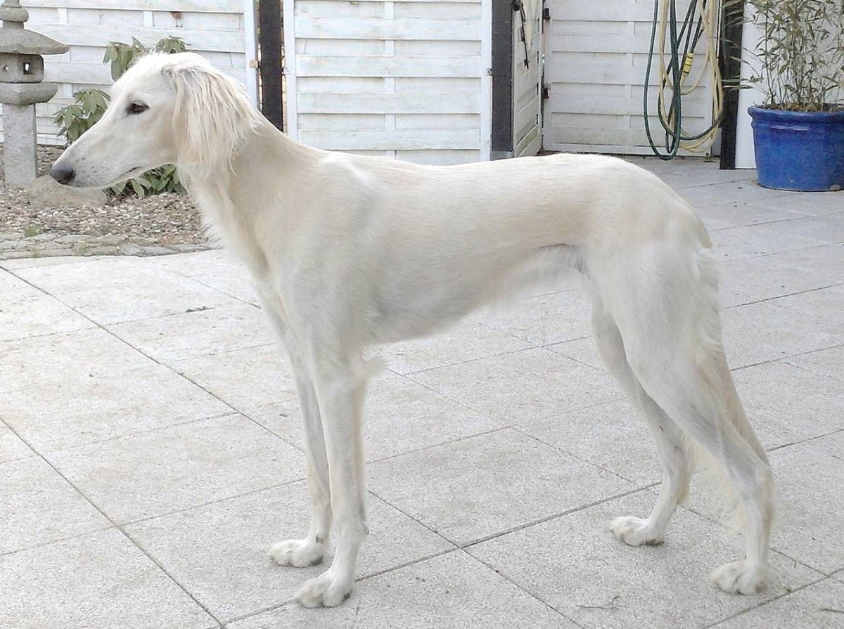 Собаки пустыни салюки