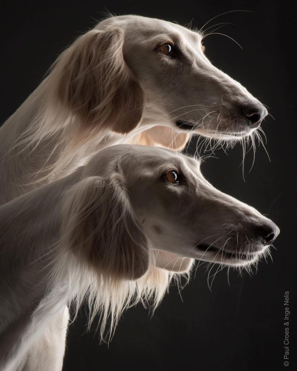 Борзая салюки черная