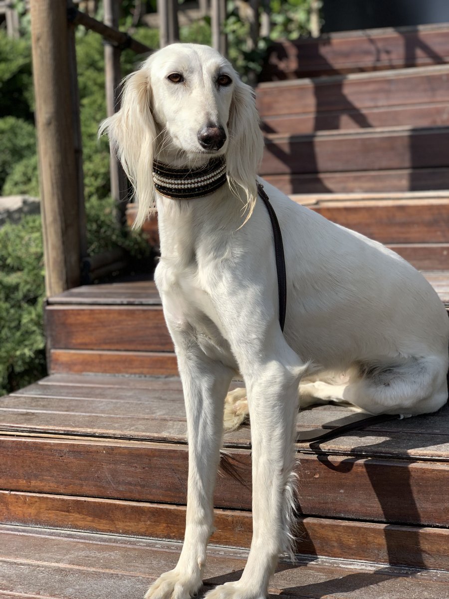 Борзая салюки