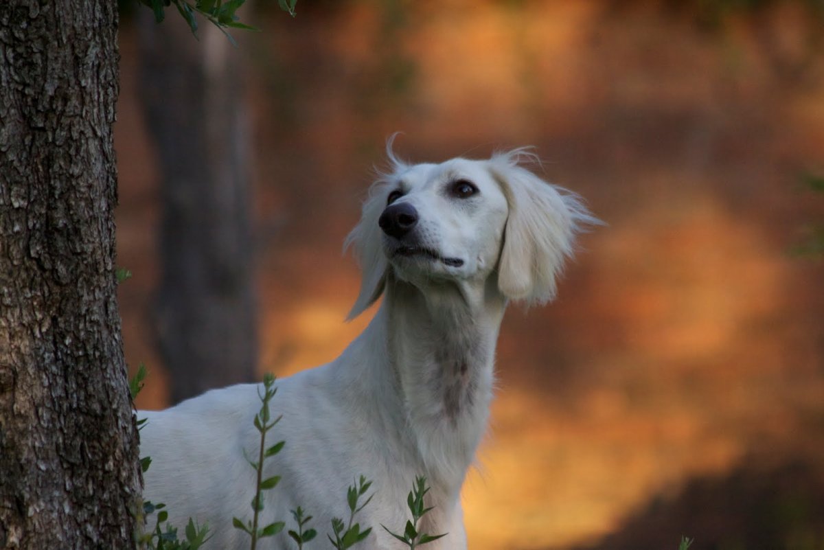 Ретривер салюки