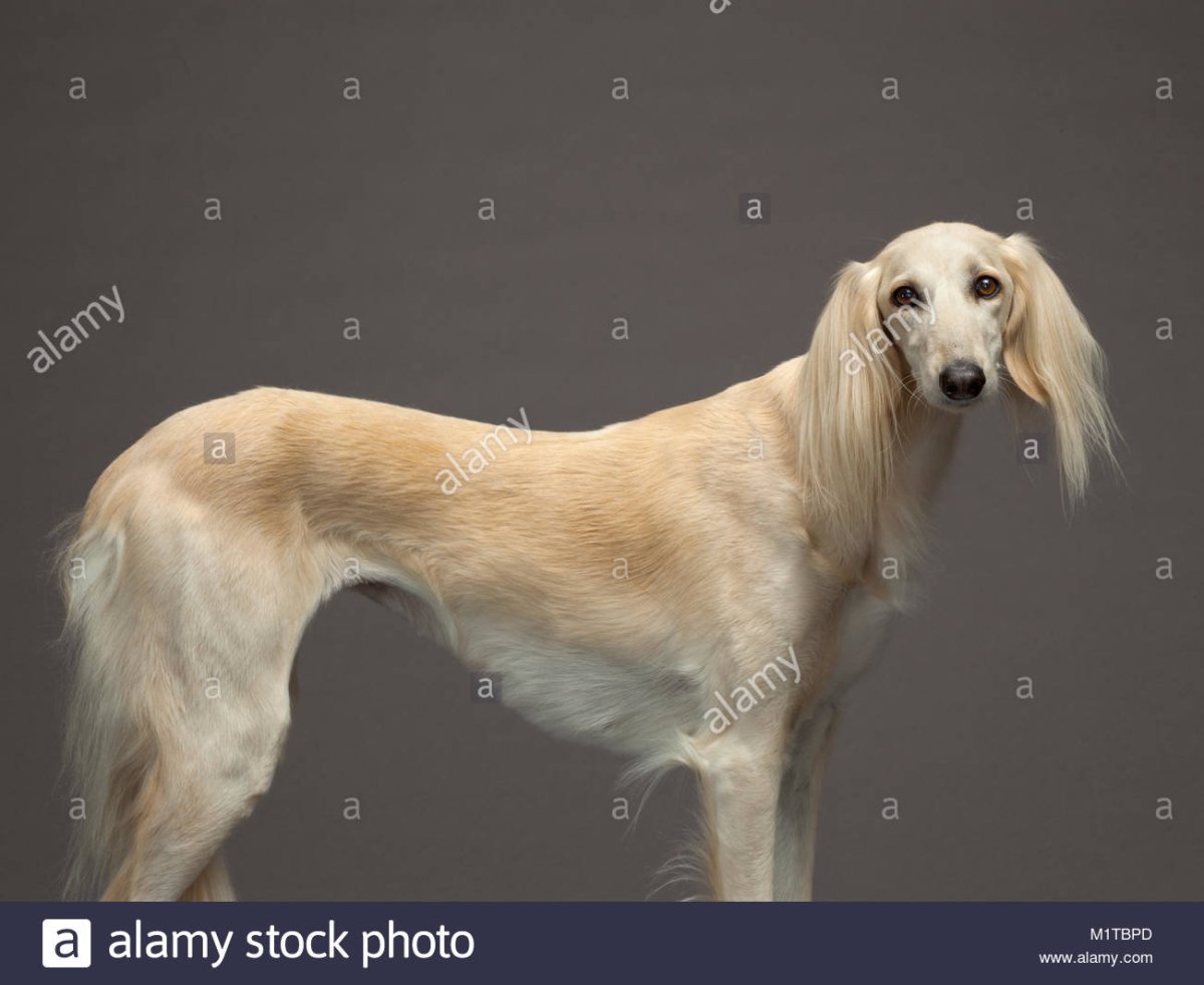 Салюки партиколор