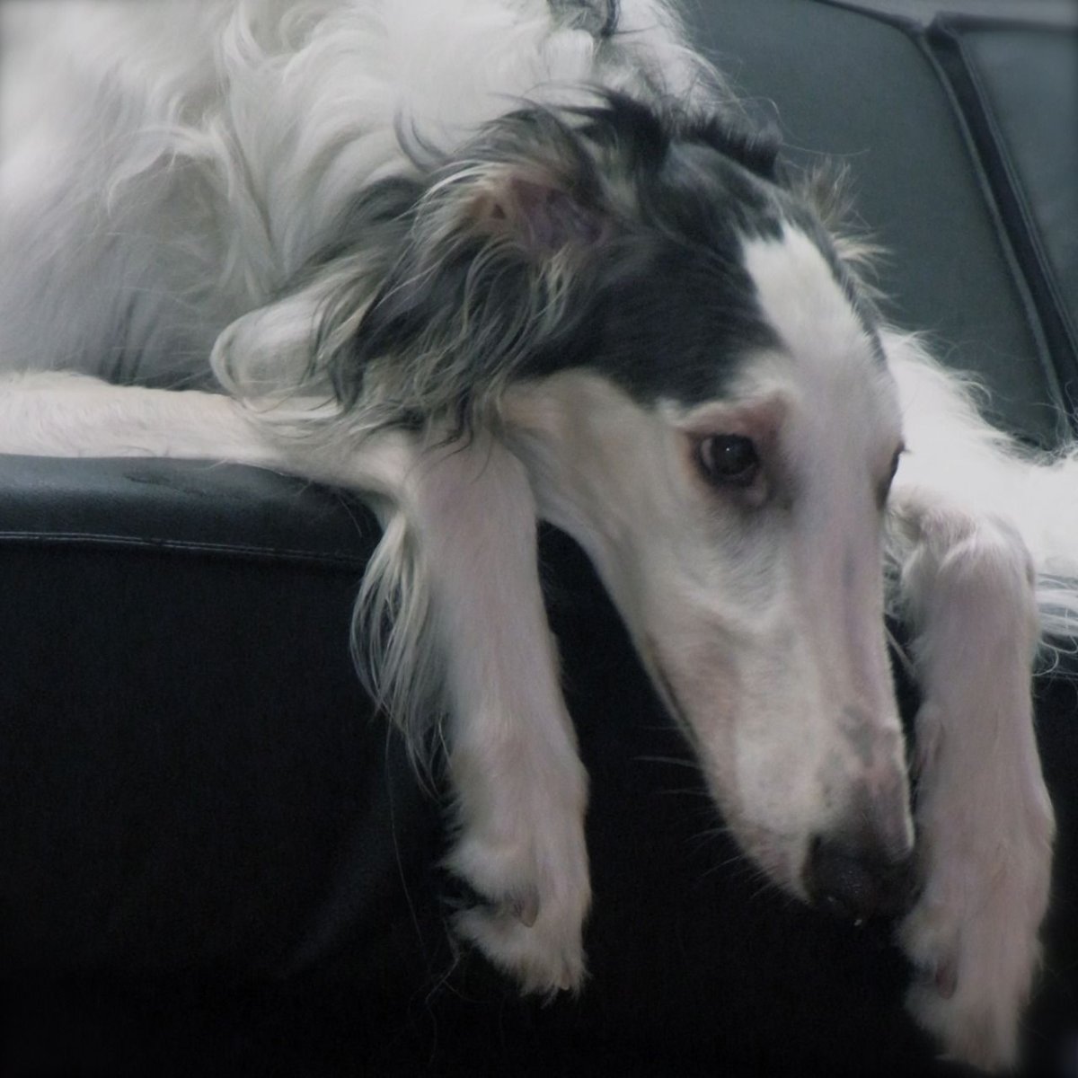 Афганская борзая, колли, сеттер