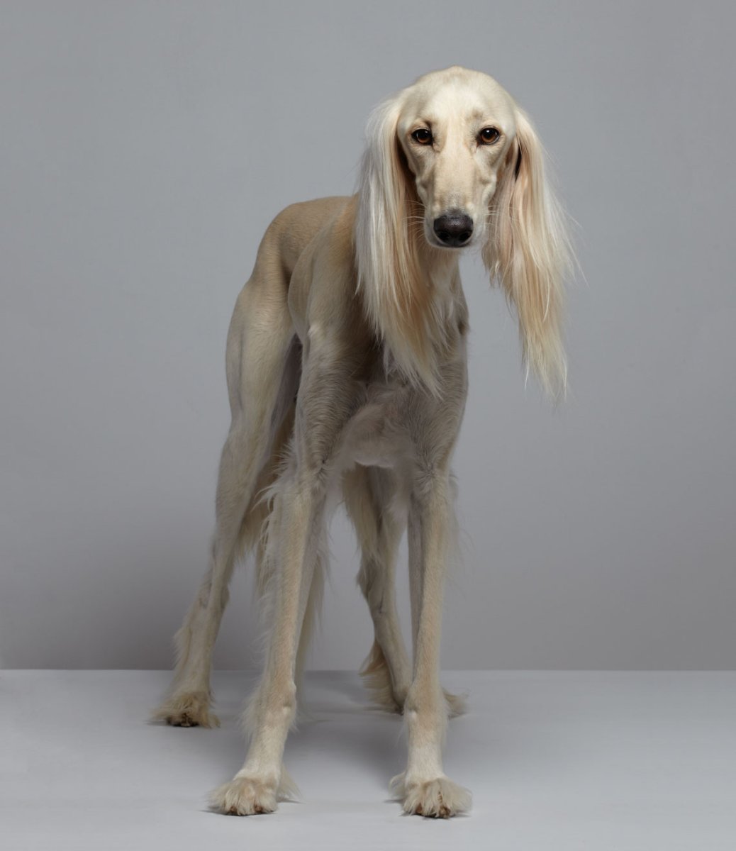 Салюки аниме