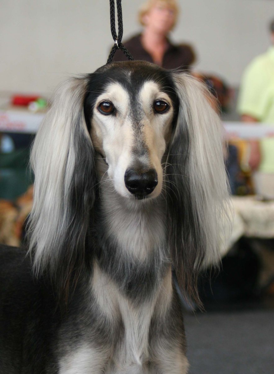 Собака модельер