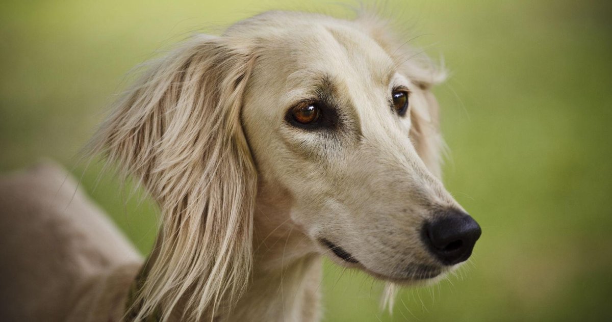 Ретривер салюки