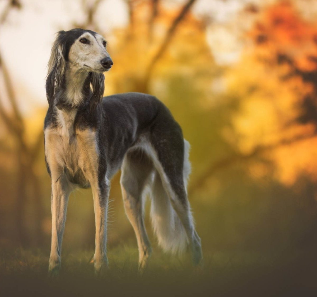 Борзая салюки