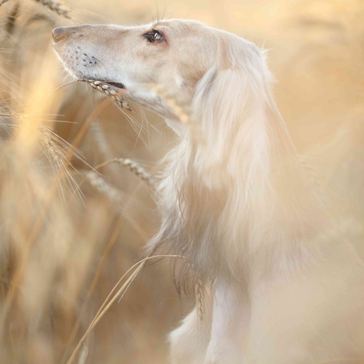 Борзые машины