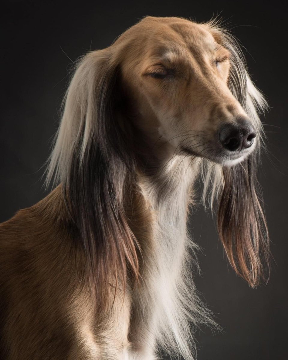 Салюки порода собак