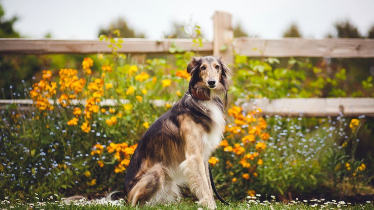 Морда русской борзой