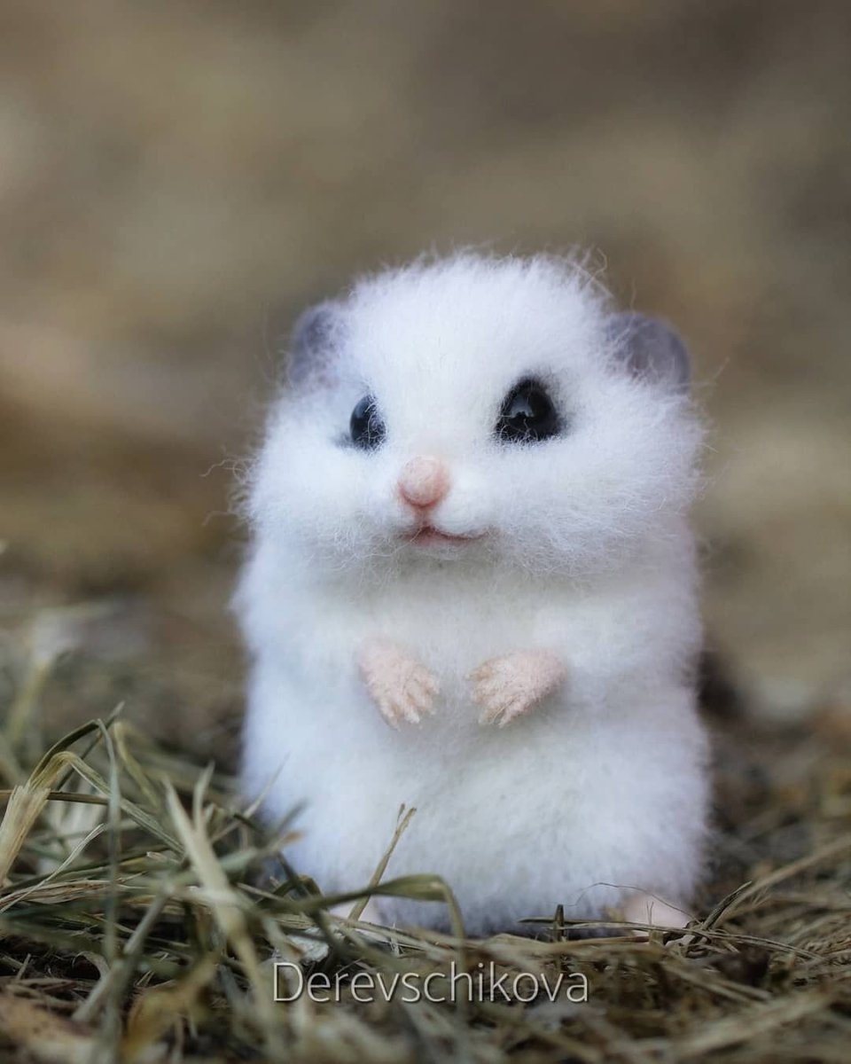 Белый хомяк