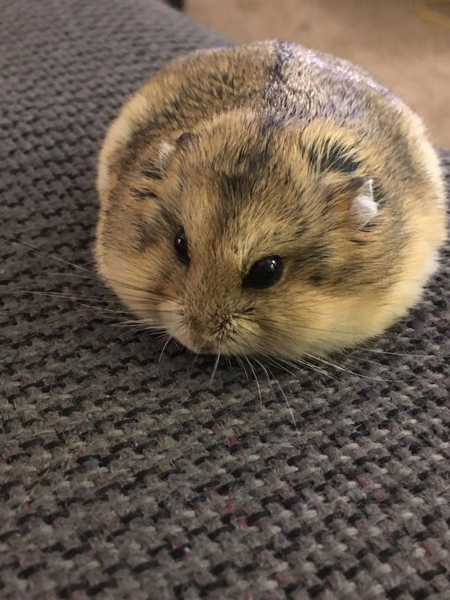 Круглый хомяк