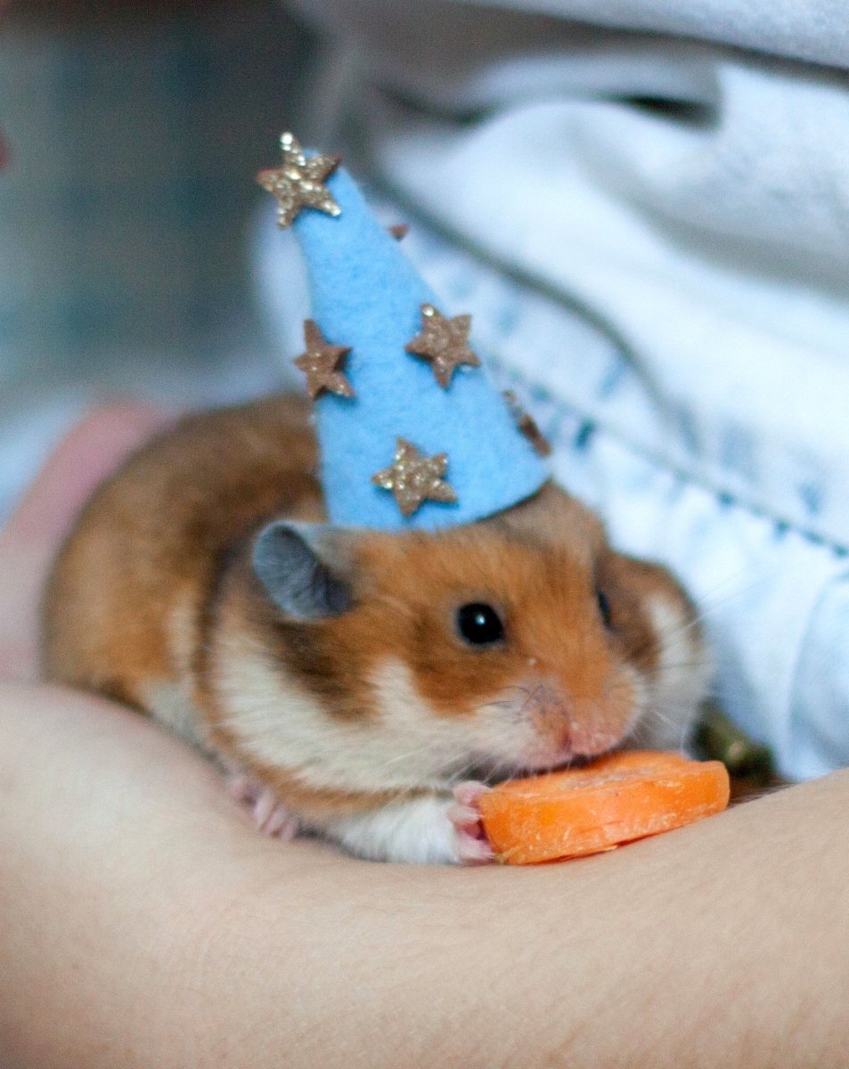 Милый хомячок