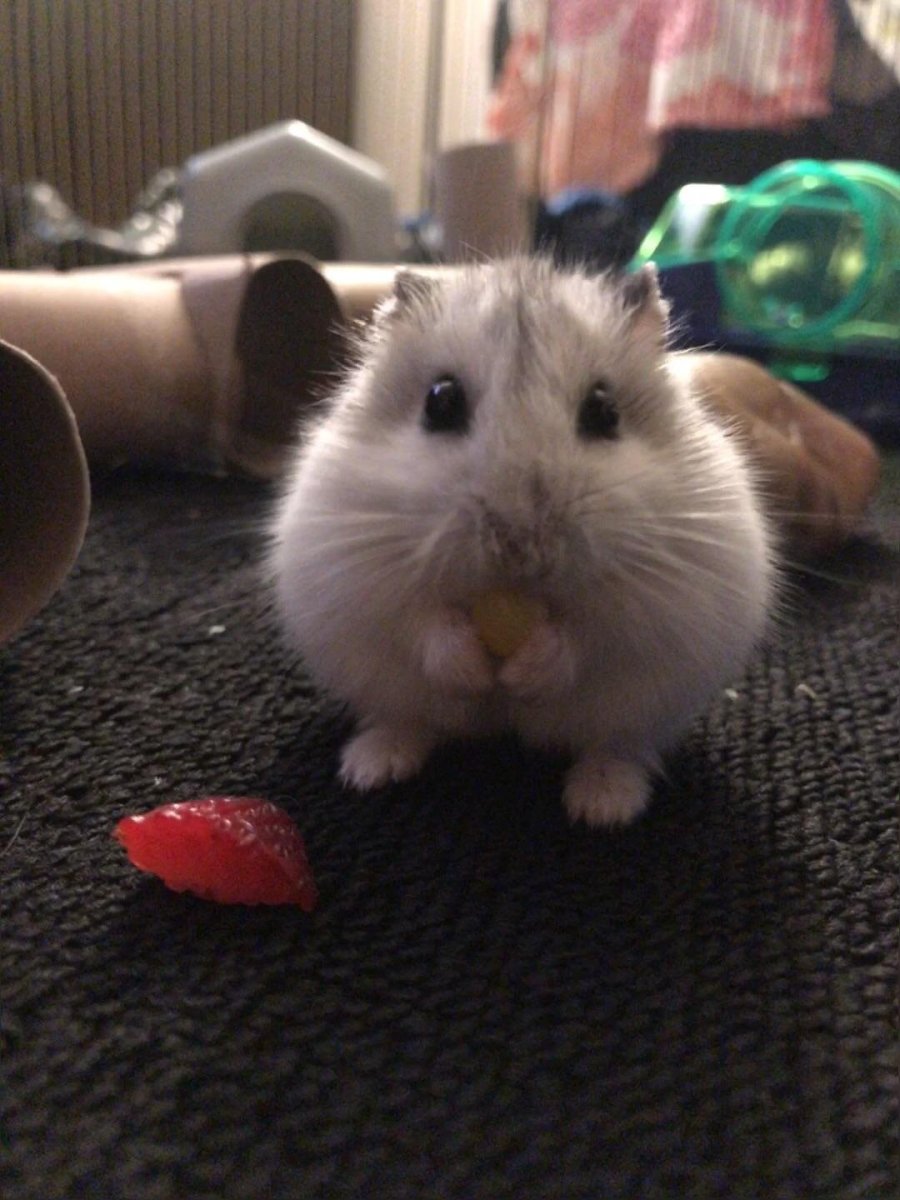 Пухлый хомяк милый