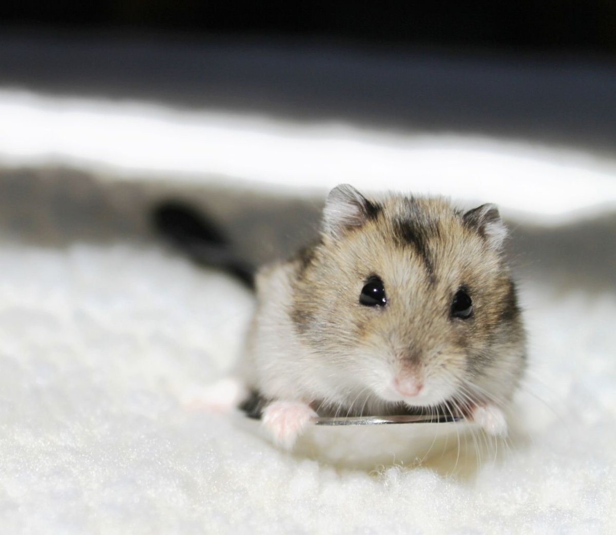 Хомяк Роборовского