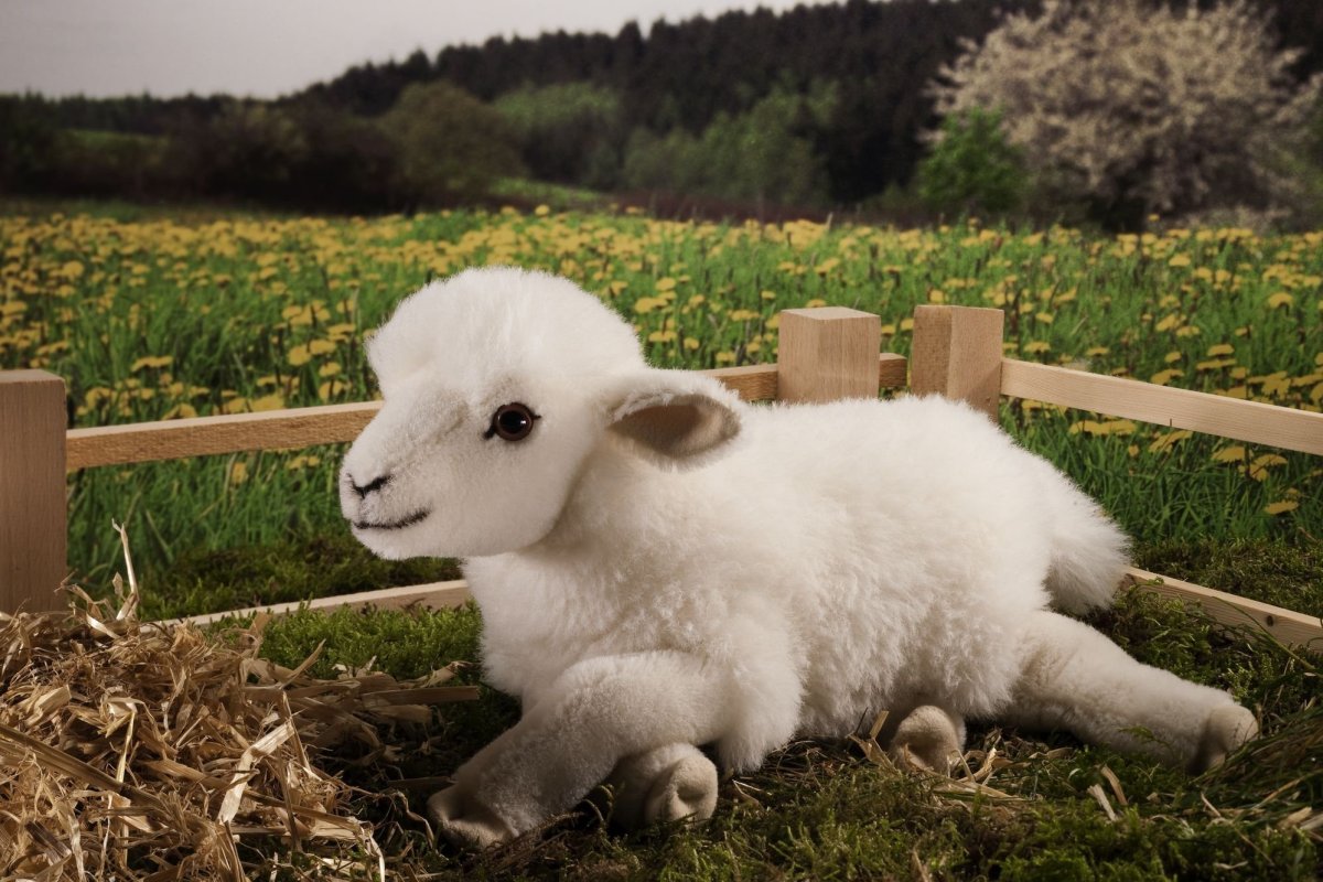 Овечка Эстетика