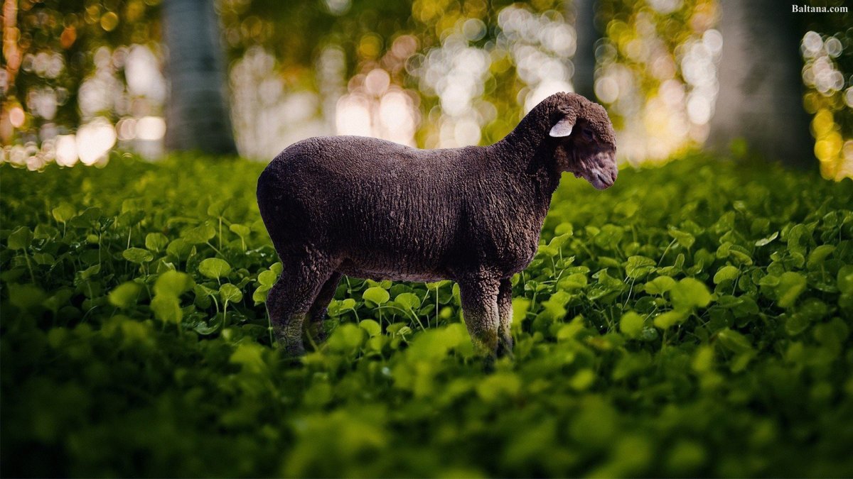 Маленькая Овечка