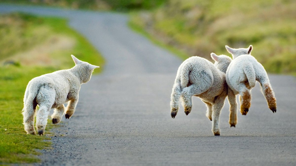 Поле с овцами