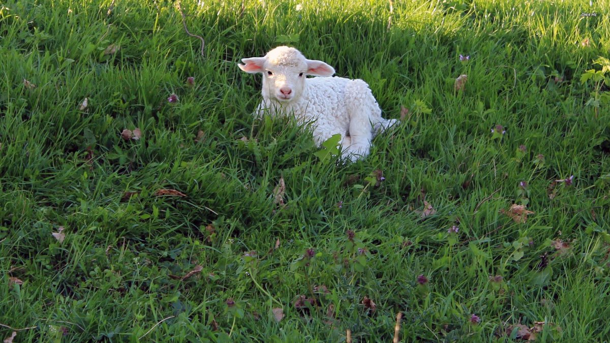 Коричневая овца