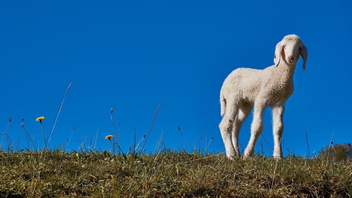 Ягненок на рабочий стол